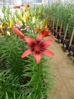 [4065 London Heart Mak No01.JPG]